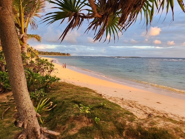 Sunrise at Laie beach with pandanus tree